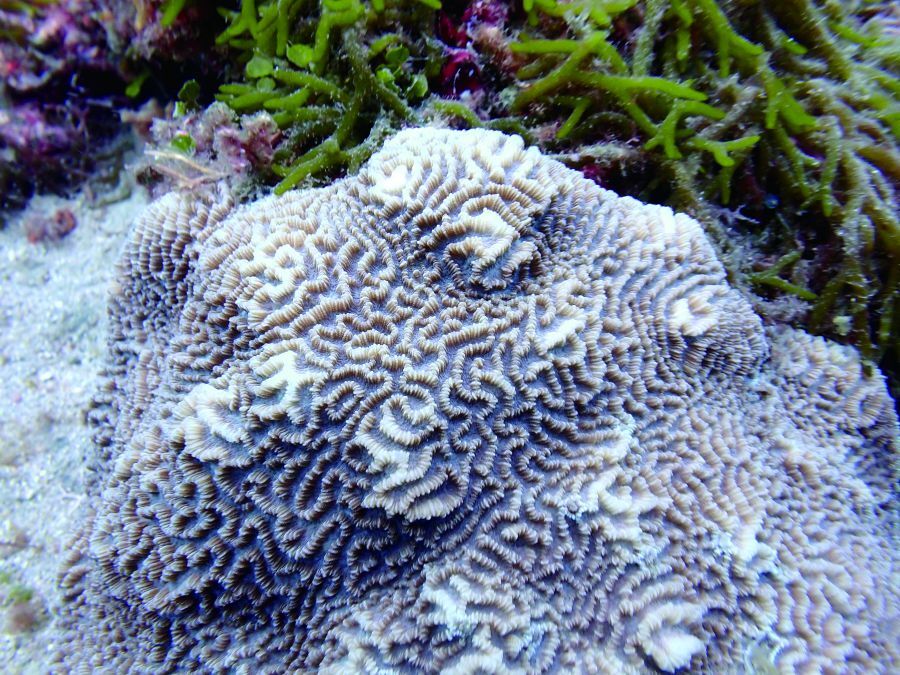 腦紋珊瑚
